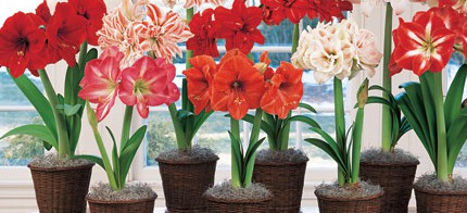 Amaryllis Amaryllis