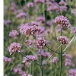 Jasmine Scented Nicotiana, Verbena bonariensis, and Marble Arch Salvia
