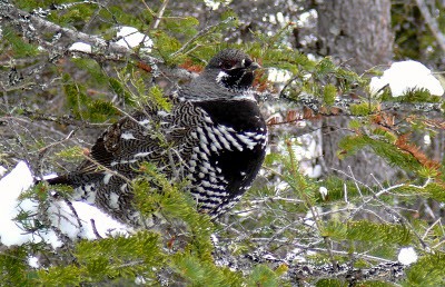 spruce grouse