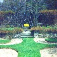 A view through the rose garden and cherry allee, with forsythia in the distance. Photo: John Beal.