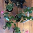 Jana’s New Year’s Resolution: Indoor Gardening!